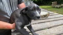 QUENTIN, Hund, Mischlingshund in Kirchberg - Bild 39