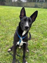 QUENTIN, Hund, Mischlingshund in Kirchberg - Bild 4