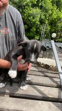 QUENTIN, Hund, Mischlingshund in Kirchberg - Bild 40