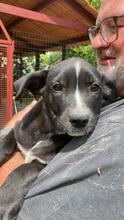 QUENTIN, Hund, Mischlingshund in Kirchberg - Bild 41