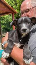 QUENTIN, Hund, Mischlingshund in Kirchberg - Bild 42