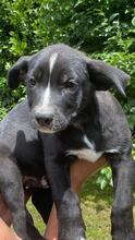 QUENTIN, Hund, Mischlingshund in Kirchberg - Bild 43