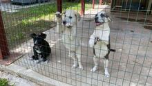 QUENTIN, Hund, Mischlingshund in Kirchberg - Bild 44