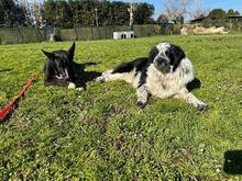 QUENTIN, Hund, Mischlingshund in Kirchberg - Bild 5