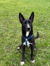 QUENTIN, Hund, Mischlingshund in Kirchberg - Bild 6