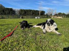 QUENTIN, Hund, Mischlingshund in Kirchberg - Bild 7