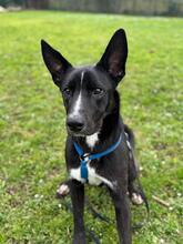 QUENTIN, Hund, Mischlingshund in Kirchberg - Bild 8