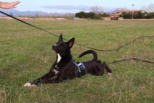 QUENTIN, Hund, Mischlingshund in Kirchberg - Bild 9