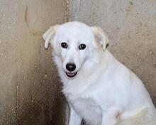 LEATHER, Hund, Mischlingshund in Italien