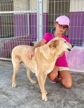 WHENDY, Hund, Labrador-Mix in Spanien - Bild 11