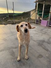 WHENDY, Hund, Labrador-Mix in Spanien - Bild 13