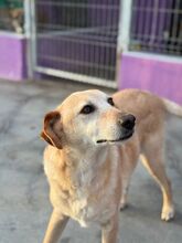 WHENDY, Hund, Labrador-Mix in Spanien - Bild 14