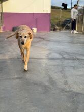 WHENDY, Hund, Labrador-Mix in Spanien - Bild 16