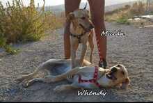 WHENDY, Hund, Labrador-Mix in Spanien - Bild 5