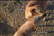 WHENDY, Hund, Labrador-Mix in Spanien - Bild 6