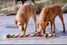 WHENDY, Hund, Labrador-Mix in Spanien - Bild 7