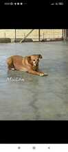 WHENDY, Hund, Labrador-Mix in Spanien - Bild 8