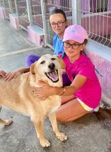 WHENDY, Hund, Labrador-Mix in Spanien - Bild 9