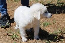 CARLO, Hund, Maremmano-Mix in Marl - Bild 14