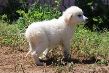 CAROLA, Hund, Maremmano-Mix in Italien - Bild 10