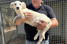CAROLA, Hund, Maremmano-Mix in Italien - Bild 14
