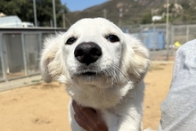 CAROLA, Hund, Maremmano-Mix in Italien - Bild 15
