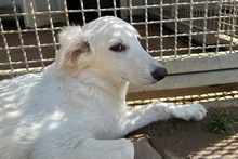 CAROLA, Hund, Maremmano-Mix in Italien - Bild 16