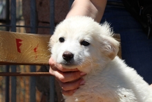CAROLA, Hund, Maremmano-Mix in Italien - Bild 17