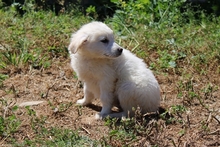 CAROLA, Hund, Maremmano-Mix in Italien - Bild 18