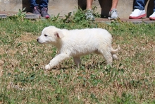 CAROLA, Hund, Maremmano-Mix in Italien - Bild 19