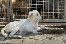 CAROLA, Hund, Maremmano-Mix in Italien - Bild 2