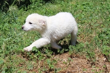 CAROLA, Hund, Maremmano-Mix in Italien - Bild 22