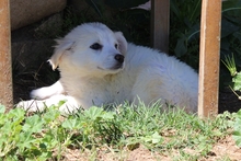 CAROLA, Hund, Maremmano-Mix in Italien - Bild 23