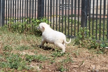 CAROLA, Hund, Maremmano-Mix in Italien - Bild 24