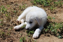 CINZIA, Hund, Maremmano-Mix in Italien - Bild 12