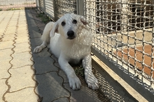 CINZIA, Hund, Maremmano-Mix in Italien - Bild 14