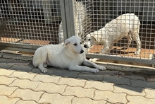 CINZIA, Hund, Maremmano-Mix in Italien - Bild 15