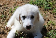 CINZIA, Hund, Maremmano-Mix in Italien - Bild 16