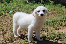 CINZIA, Hund, Maremmano-Mix in Italien - Bild 17