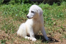 CINZIA, Hund, Maremmano-Mix in Italien - Bild 19