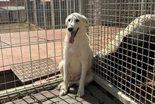 CINZIA, Hund, Maremmano-Mix in Italien - Bild 2