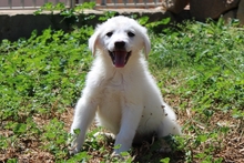 CINZIA, Hund, Maremmano-Mix in Italien - Bild 20