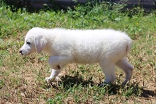 CINZIA, Hund, Maremmano-Mix in Italien - Bild 22
