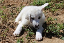 CINZIA, Hund, Maremmano-Mix in Italien - Bild 9