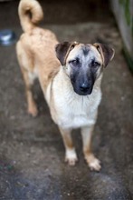 CAPPUCCINO, Hund, Mischlingshund in Rumänien - Bild 2