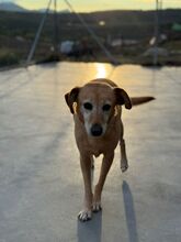 MULAN, Hund, Labrador-Mix in Spanien - Bild 13