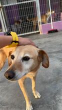 MULAN, Hund, Labrador-Mix in Spanien - Bild 14