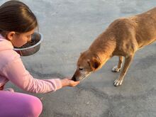 MULAN, Hund, Labrador-Mix in Spanien - Bild 15