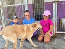 MULAN, Hund, Labrador-Mix in Spanien - Bild 2