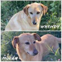 MULAN, Hund, Labrador-Mix in Spanien - Bild 3